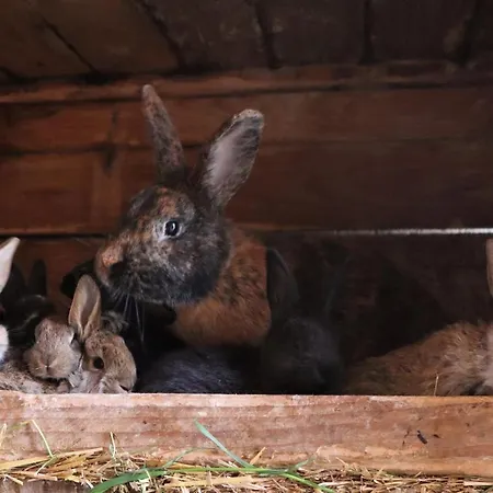 Adlerhof Apartman Bahretal