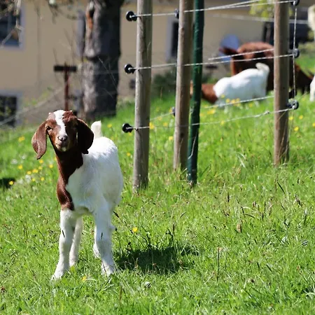 Adlerhof Apartamento