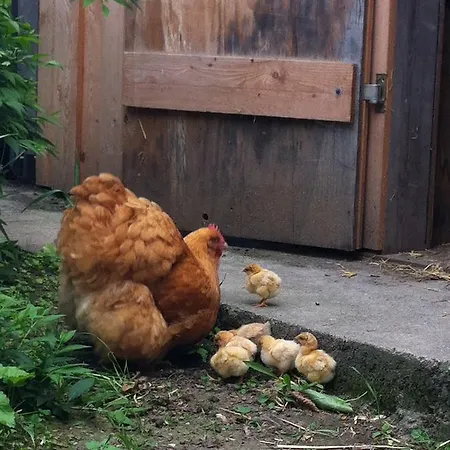 Apartamento Adlerhof