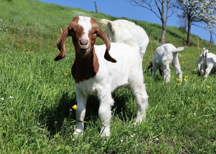 Adlerhof Apartment *