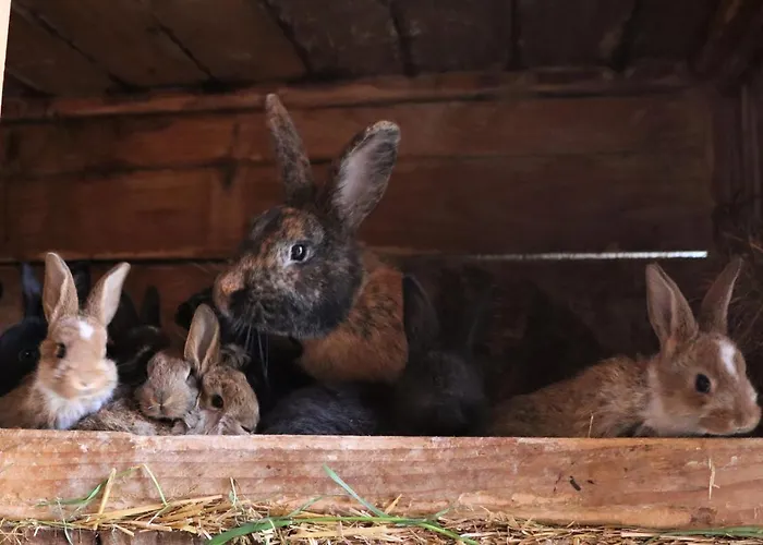 Adlerhof Daire Bahretal