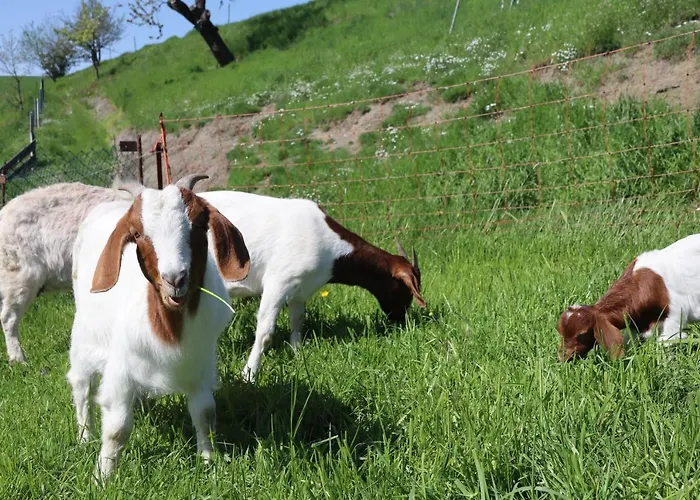 Adlerhof Apartment Bahretal